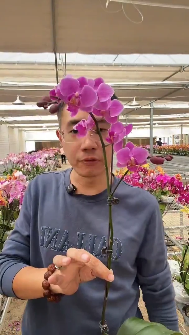完全开放瑕疵婚纱1棵