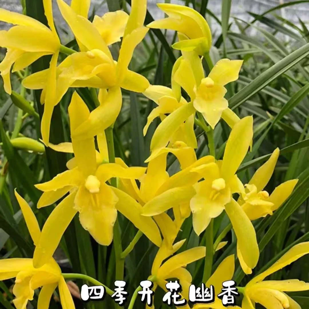 【黄金小神童】 浓香型杂交兰花蕙兰绿植盆栽花卉阳台客厅