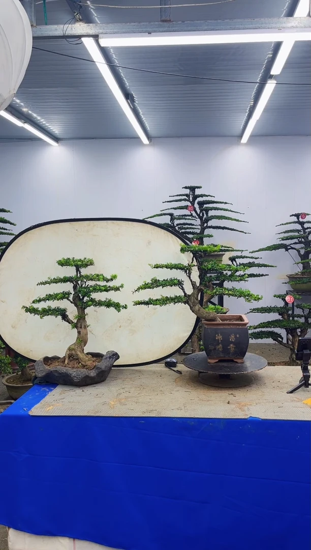 无花朵雄*?一物一拍，所见即所得