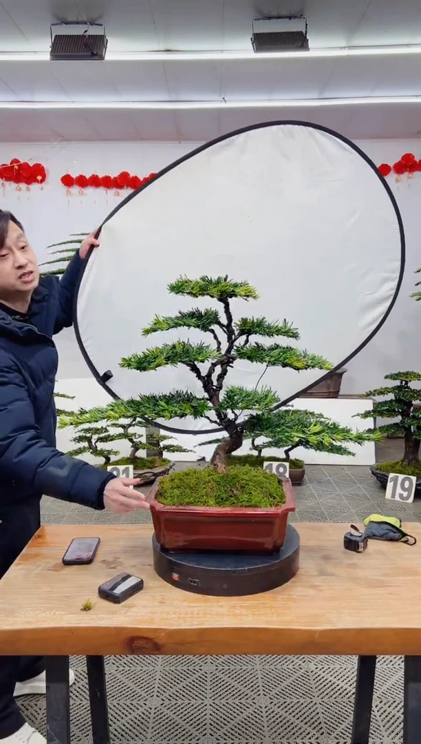 【闪购商品】盆景盆景