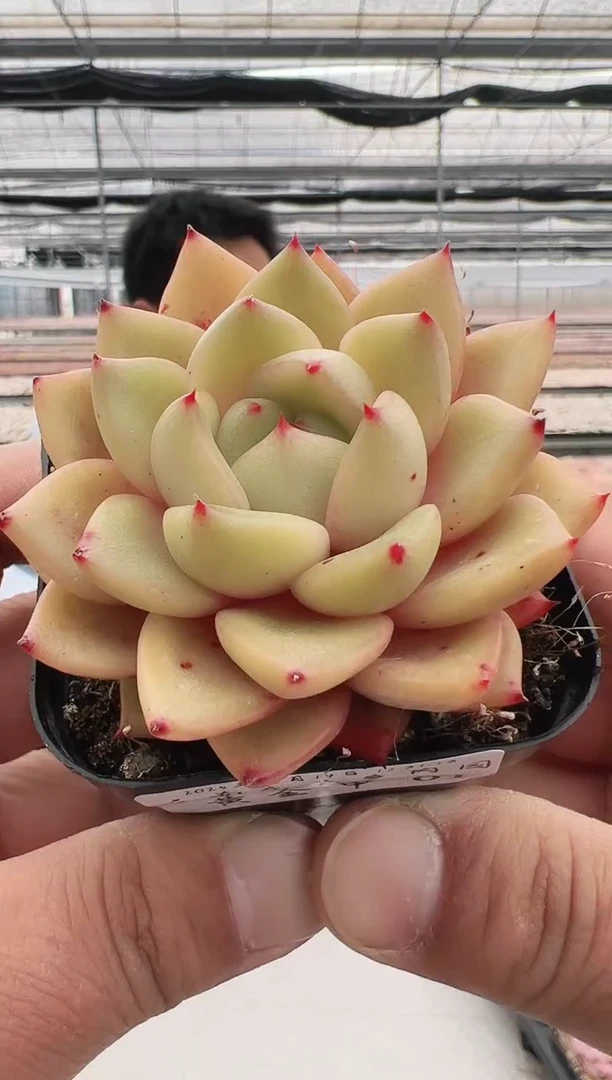 【闪购商品】黄金甲-1