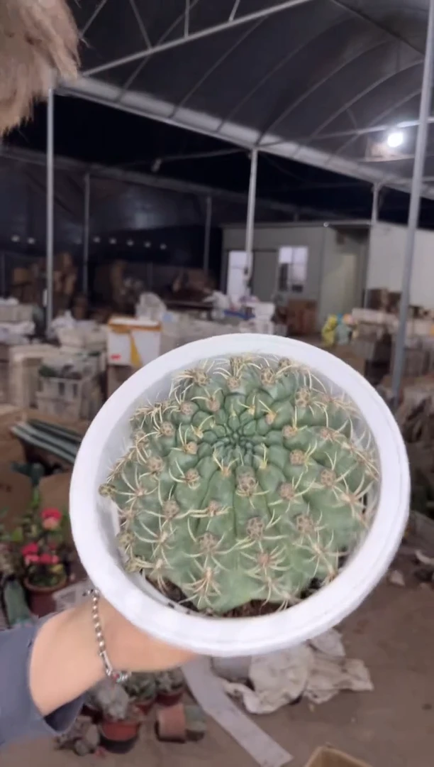 菲花玉【带花苞】13-15cm