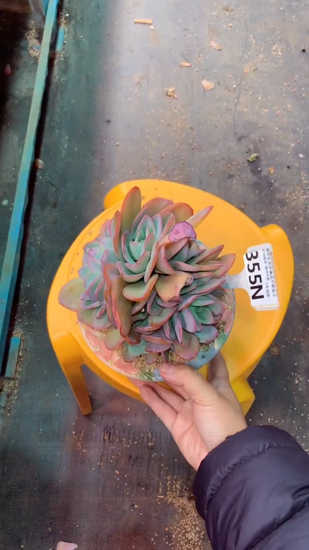 355N   布鲁兰缀 (一物一拍实付满28发货，默认不带盆土）