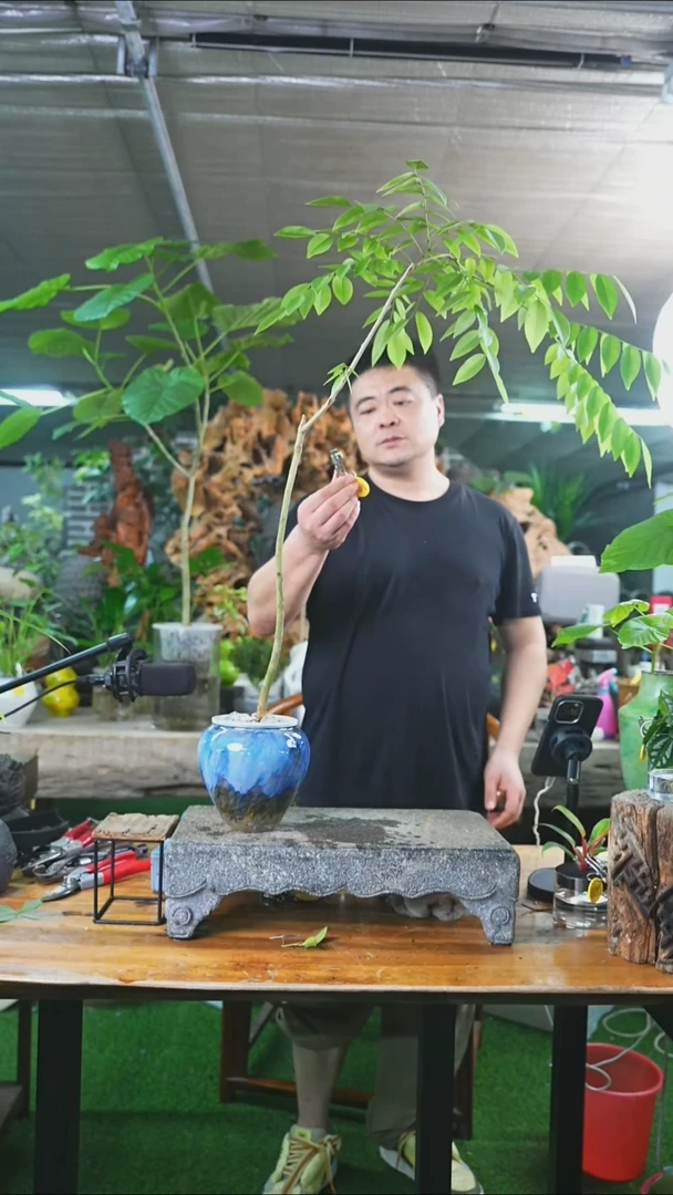 完全开放黄花梨234+