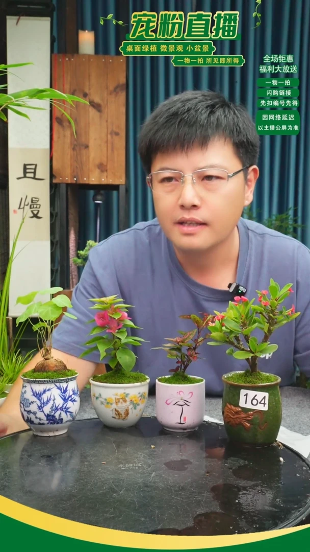 无花朵齐*苔藓微景观164号