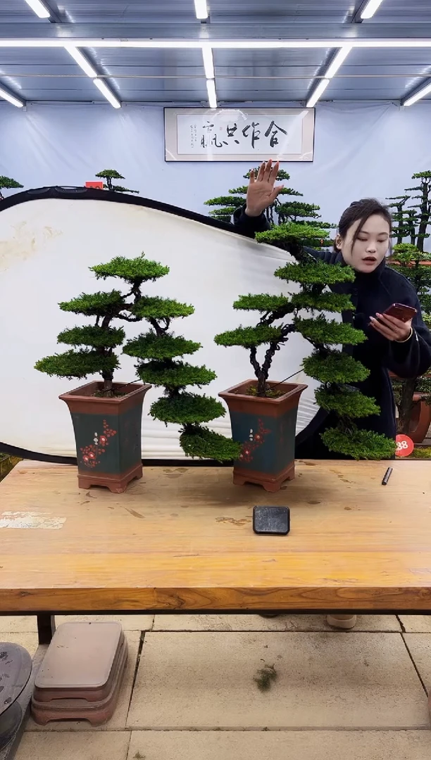 【闪购商品】高端盆景一物一拍，所见即所得