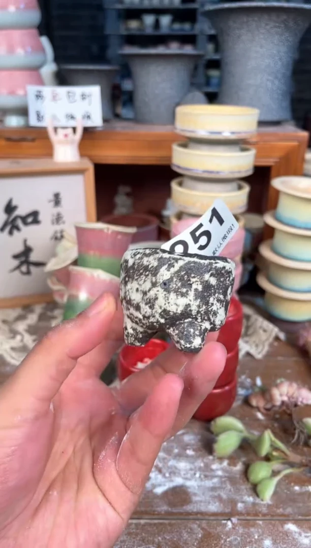 瓷片251小芳花盆直播编号