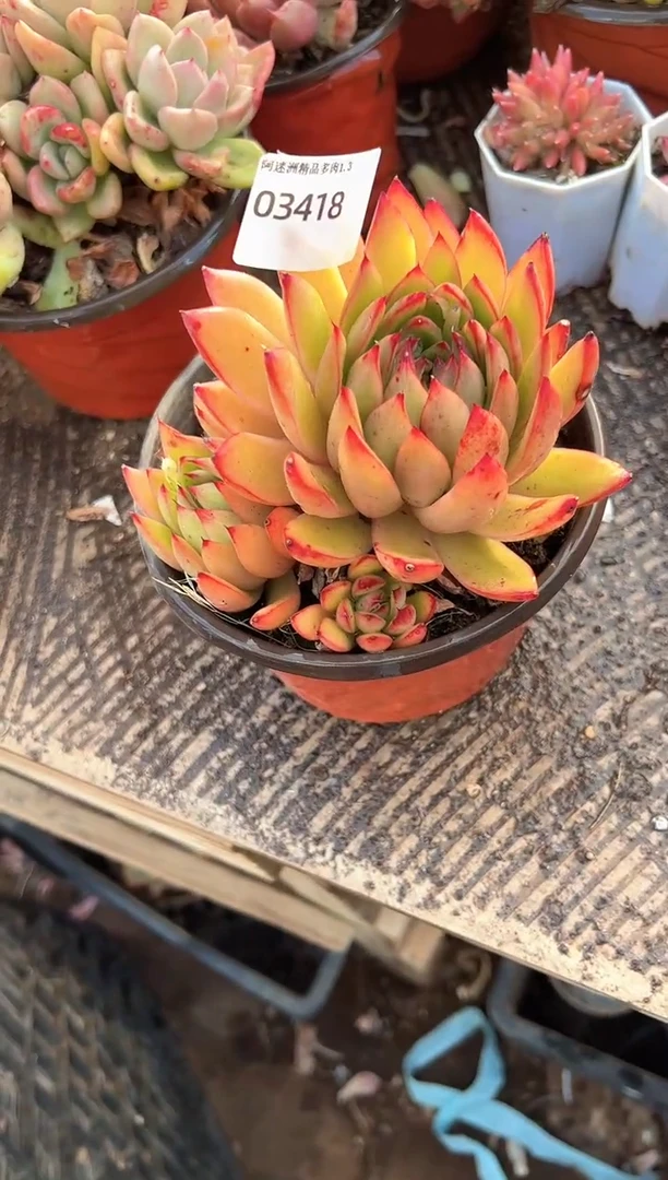 羽**✨多肉植物一物一拍03418