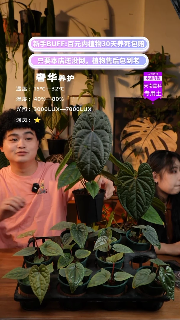 不开花植物龙奢（夜龙x奢华）