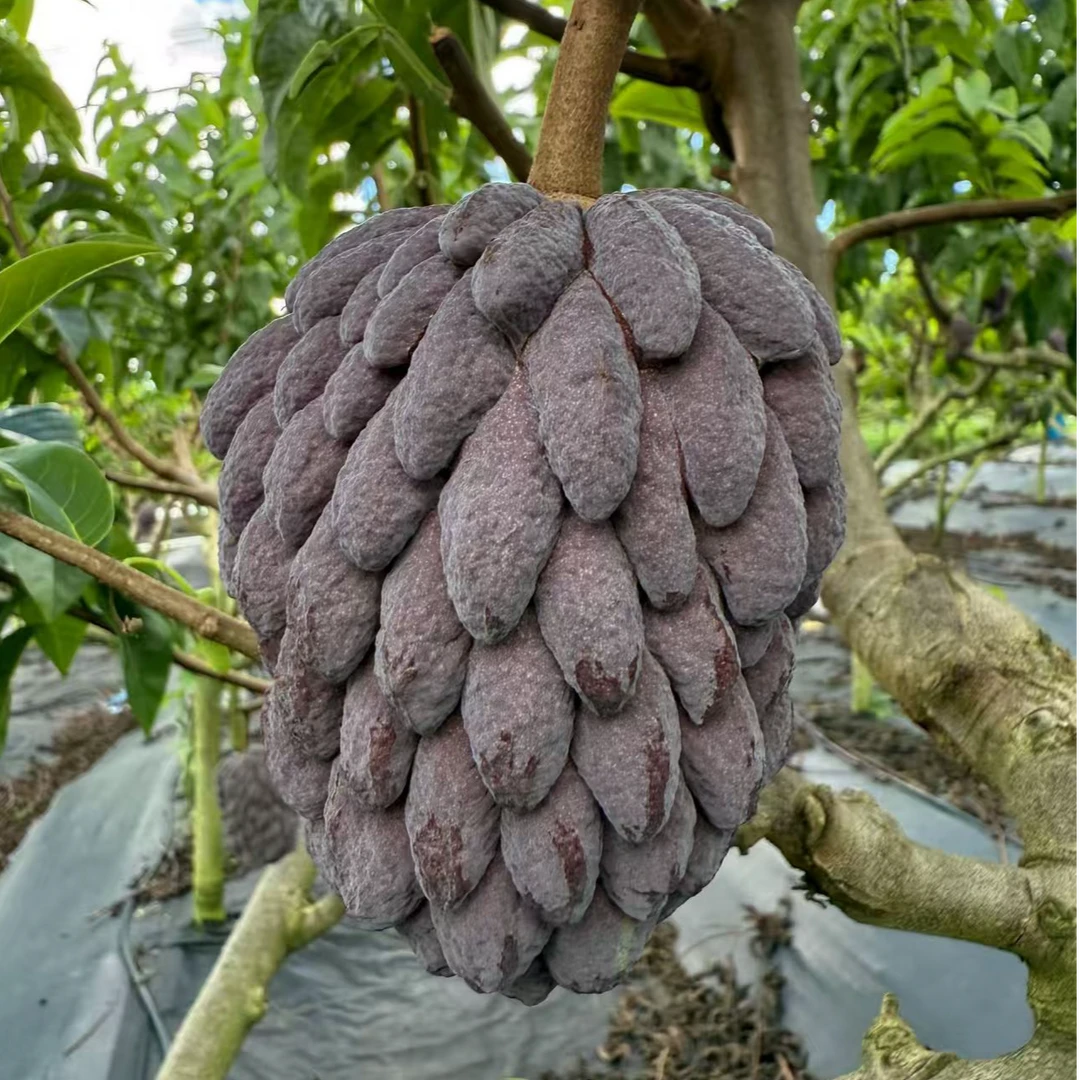 地出臻鲜红龙释迦果海南私有品种紫皮释迦香甜多汁热带水果空运