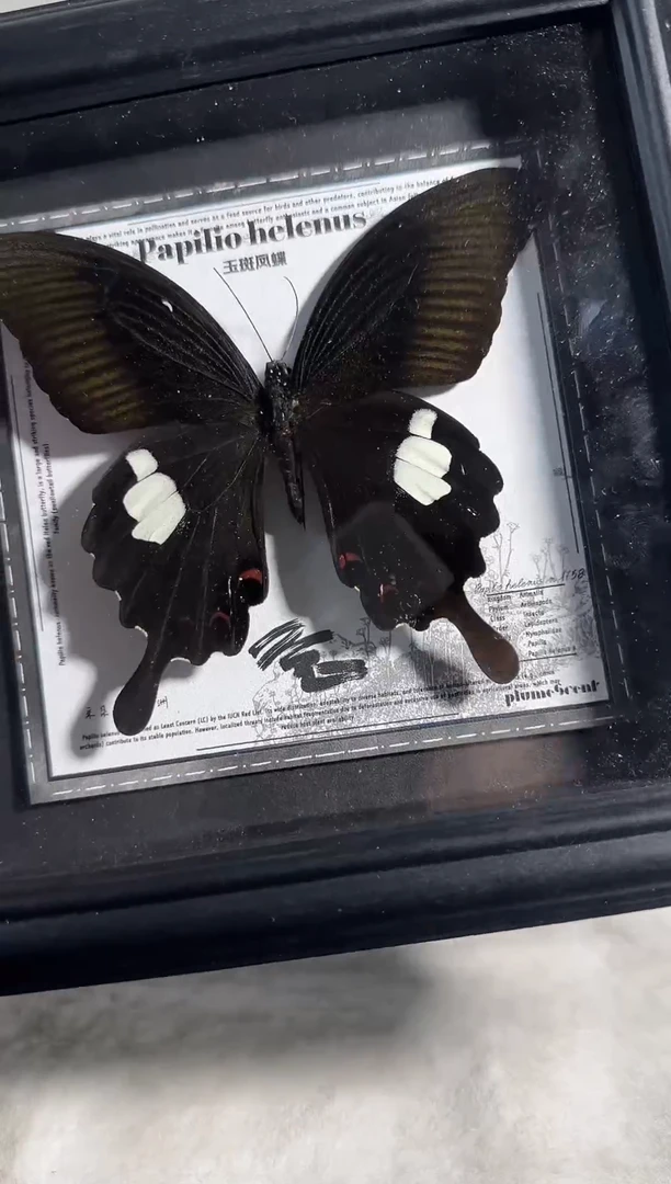 有机玻璃玉斑精美蝴蝶标本