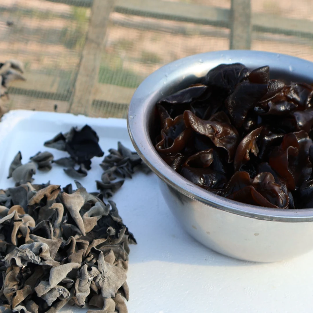 自家种植黑木耳干货无根肉厚秋木耳农家特产