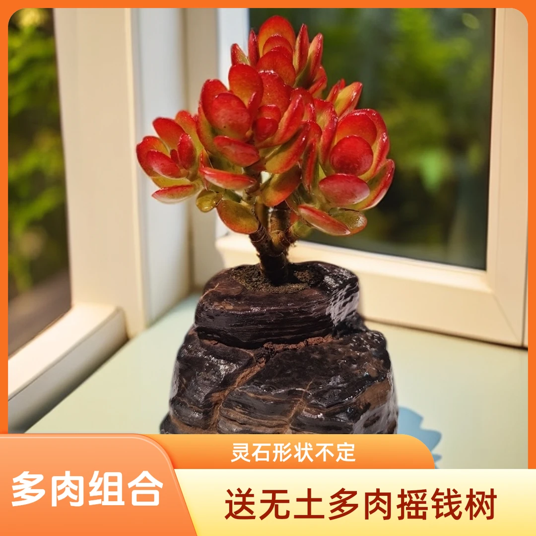深红--【②号】天然灵石花器--造型灵石（形状不定/送一颗无土多肉）