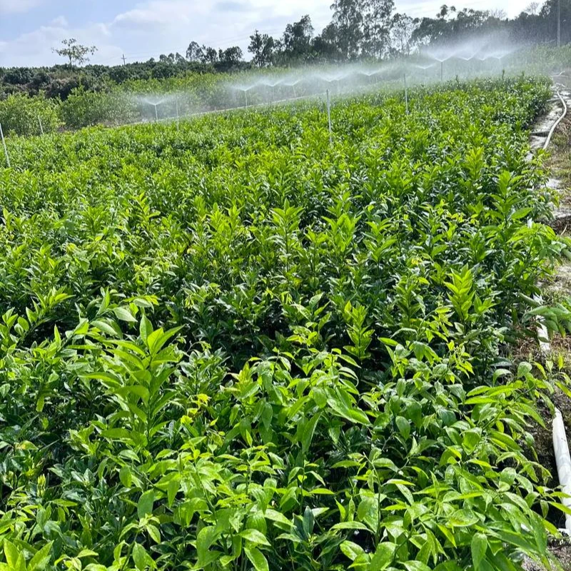 无核沃柑砂糖橘金桔果冻橙赣南脐橙杯苗庭院阳台种植盆栽果树地栽