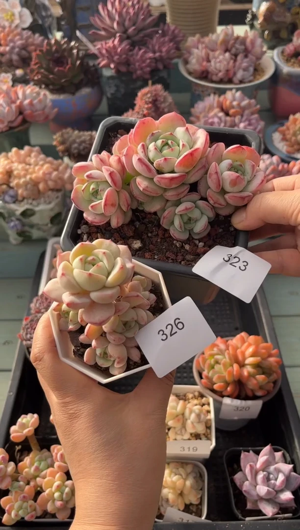 年****ᐝ326 323 群生香草多肉