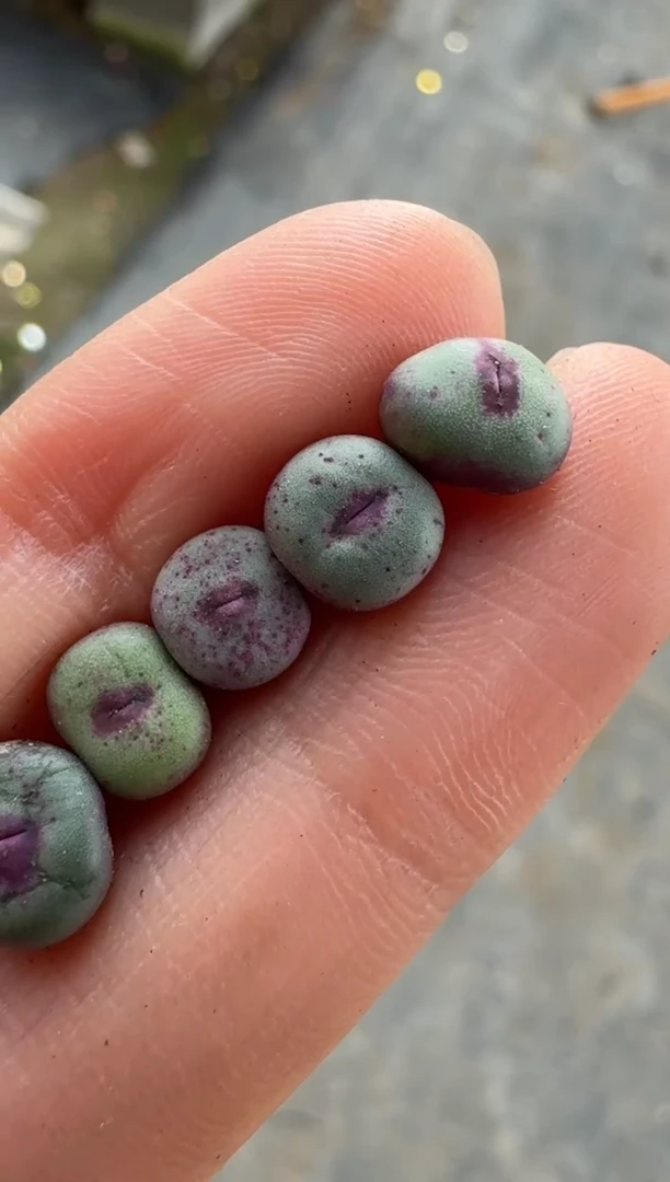 【闪购商品】17-46美人鱼嘴一颗