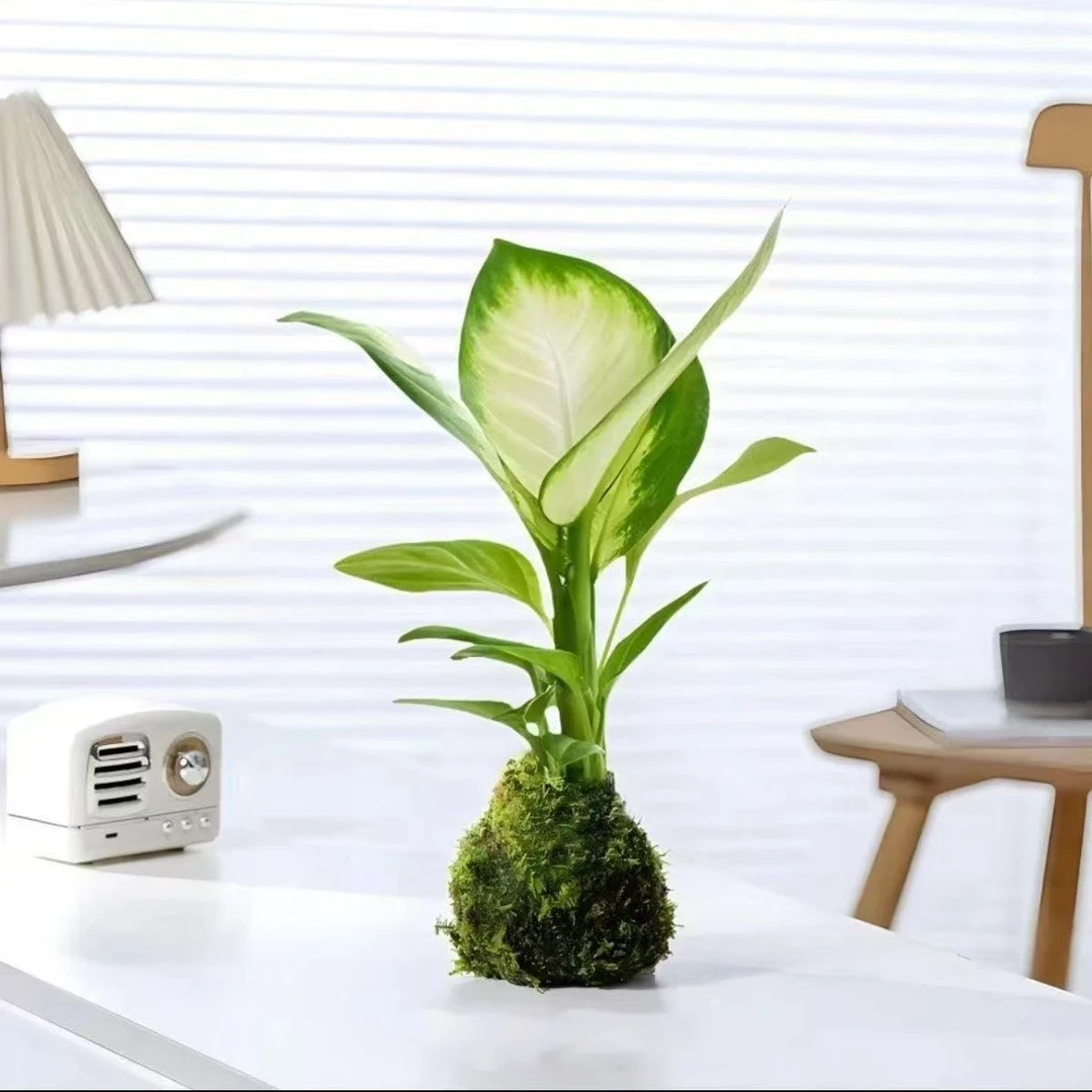 玛丽安苔藓球植物桌面小室内耐旱盆栽办公室北欧绿植净化空气