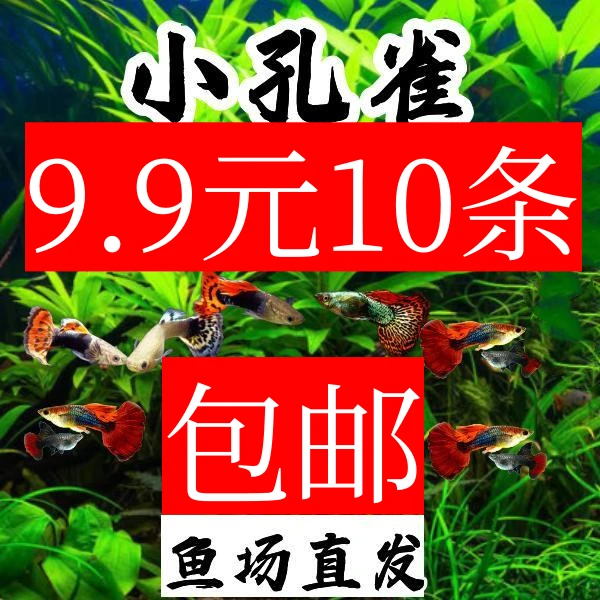 纯种白金红尾，七彩蕾丝，巴西红扇，黄老虎随机品种1-2个发货孔雀鱼