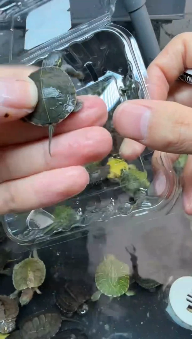 公母搭配宠物龟34号