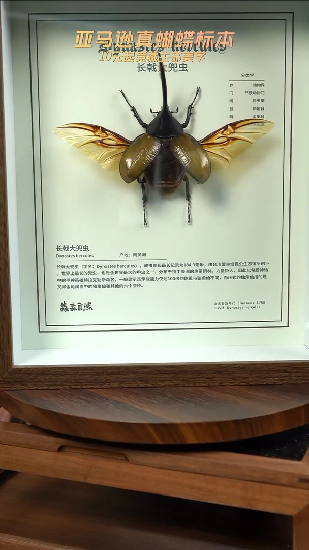 初*三只大型甲虫组合一口价