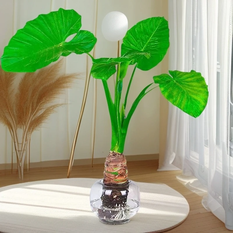 大型结果滴水观音绿植网红室内水培开花茶室中秋好礼室内大型水培