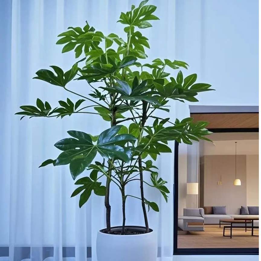 电视柜两旁大型绿植室内客厅软装造景新宠八角金盘老桩耐阴好养