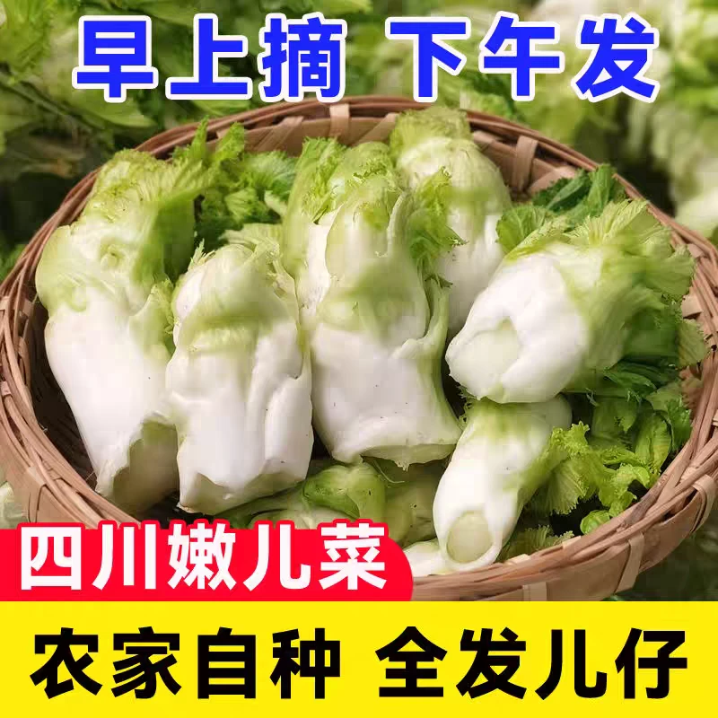 四川峨眉高山生态新鲜儿菜娃娃菜时令农家蔬菜现摘现发嫩儿仔泡菜