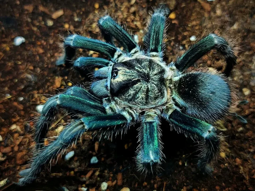 绿海地蜘蛛 pho属 绿海地宠物蜘蛛 大型地栖