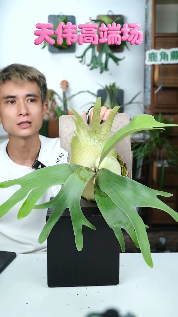 不开花植物A640-patra garden #8（佩特拉花园#8）