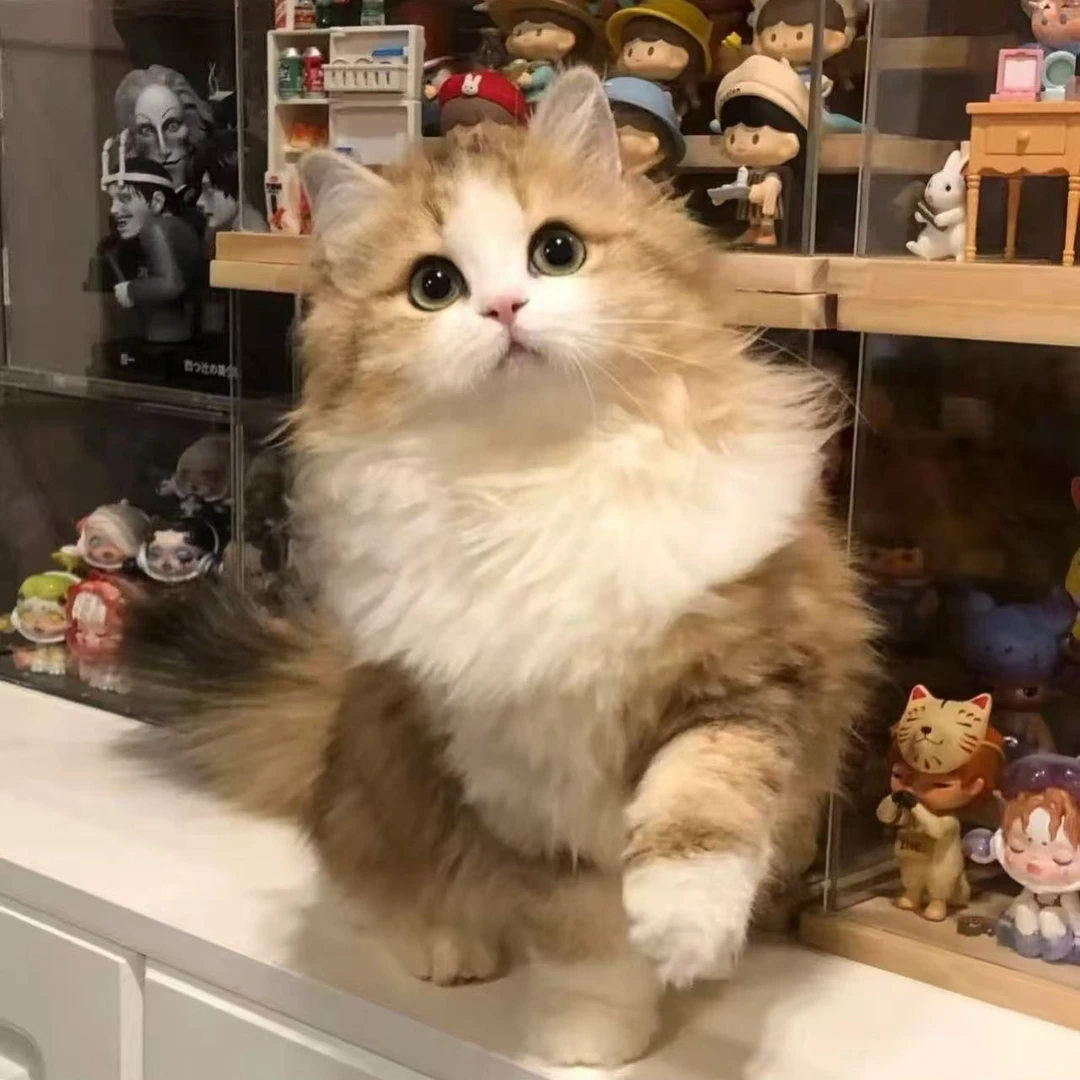 【捏个小猫咪】活体猫咪