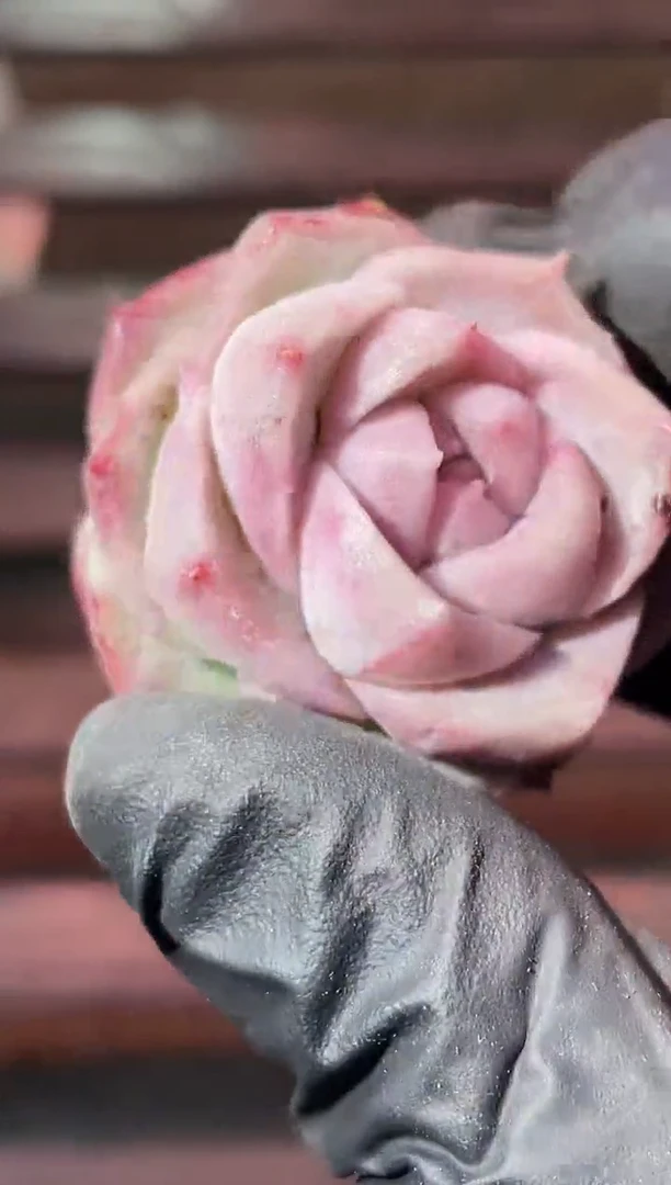 34-37 胖桃2-3厘米量拍发一颗