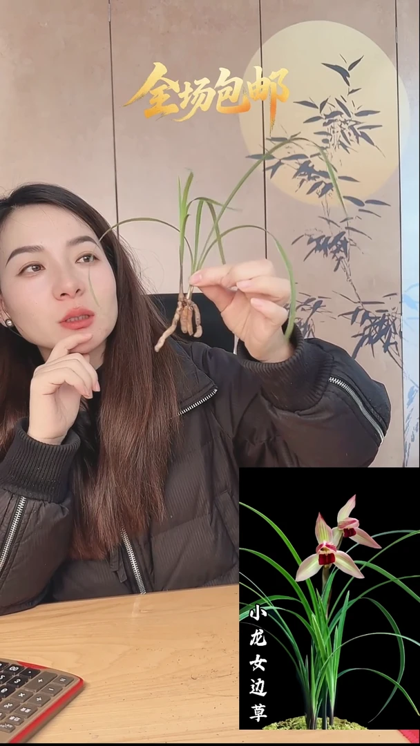 当前无花栽培后可以开花：小龙女边草