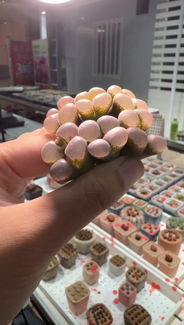 278多肉植物肉锥lt856一颗
