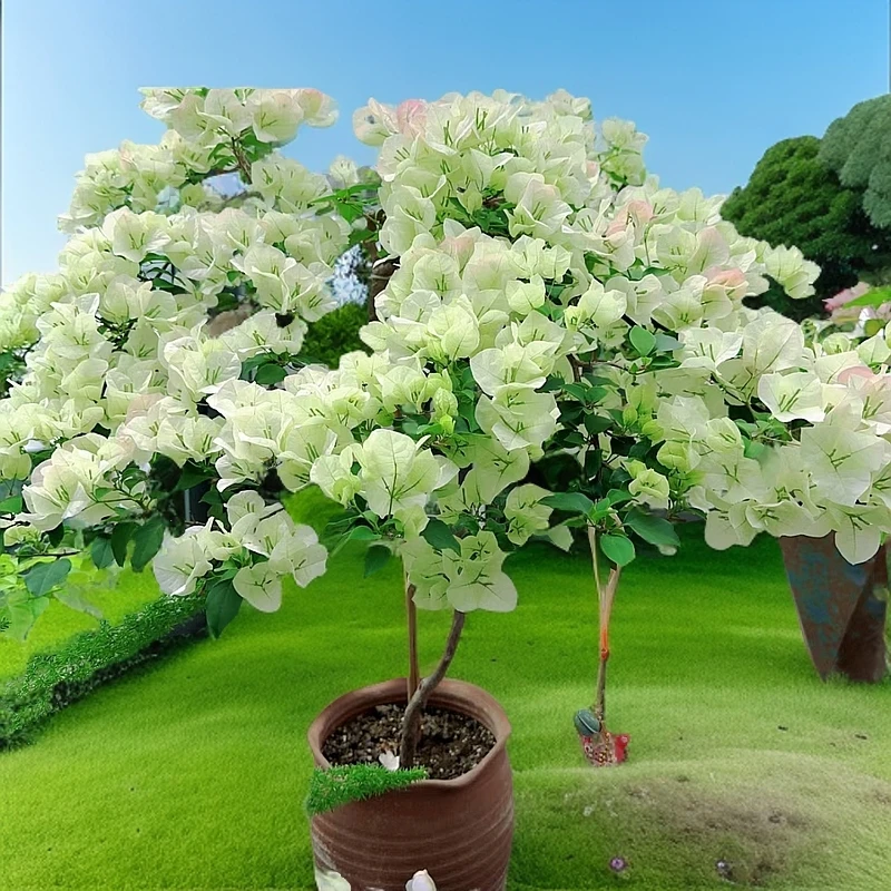 【一物一拍】四季开花三角梅爬藤飘枝阳台修剪庭院窗台上新