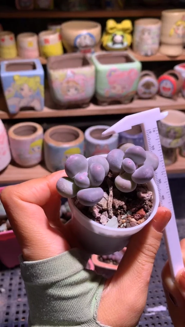 两个单头彩虹奶酪多肉