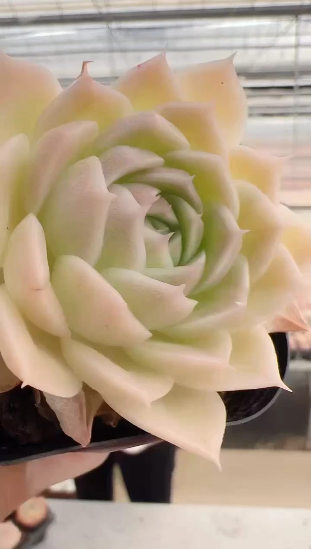 【闪购商品】新-56