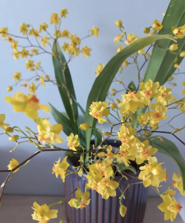 梦香兰黄色（130盆 20枝起) 精品兰花绿植盆栽 零下4度冻坏不售后