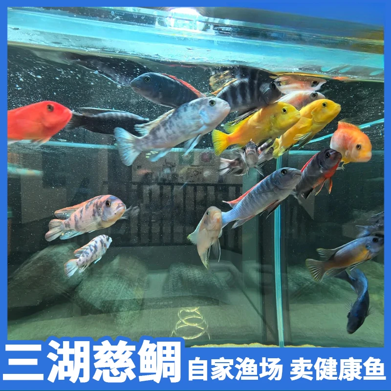 1-39【套餐直播间选鱼】三湖慈鲷鱼淡水马鲷热带观赏鱼小鱼耐活好养