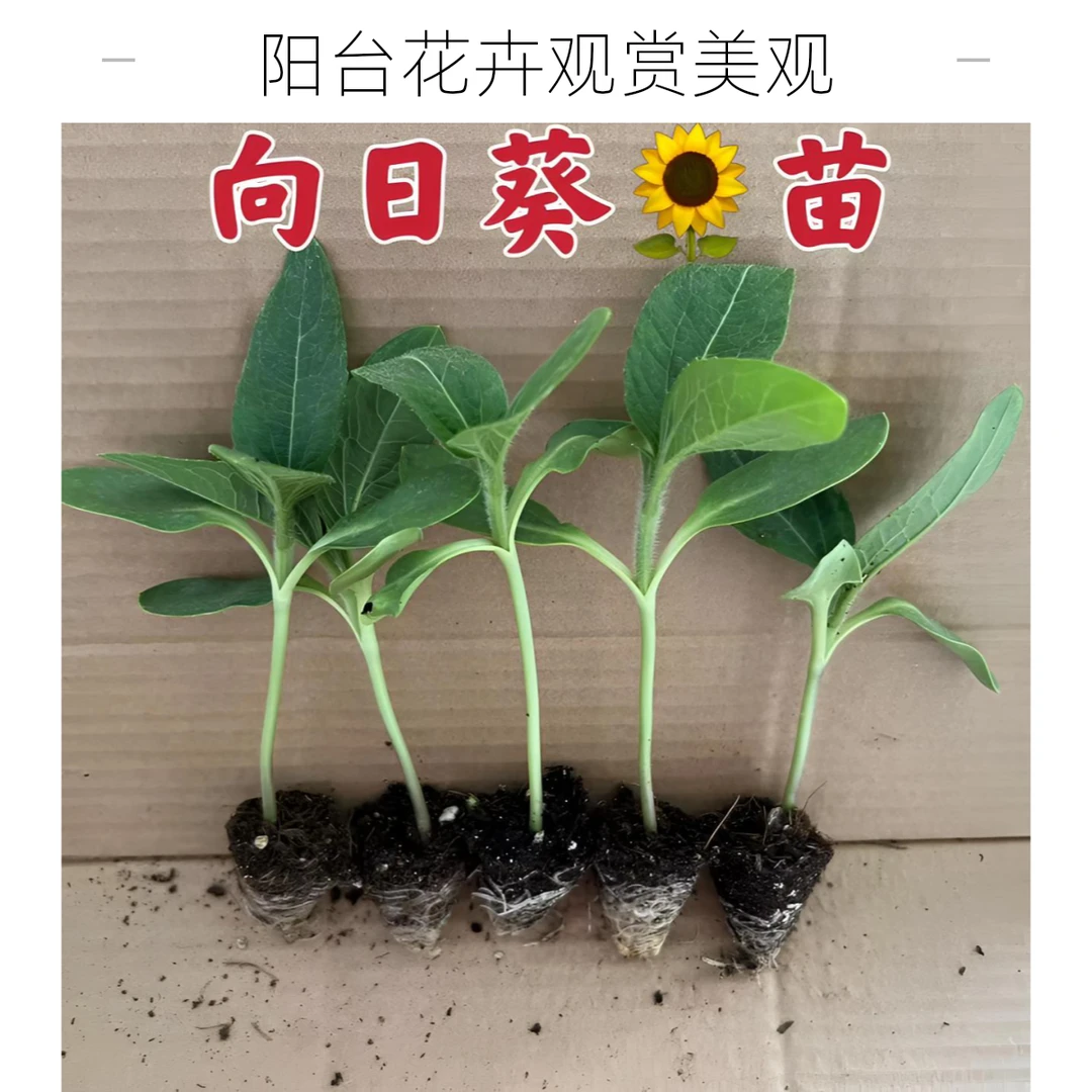 向日葵苗四季花卉 阳台向日葵种苗单大头葵绿植可吃观赏秧苗带土