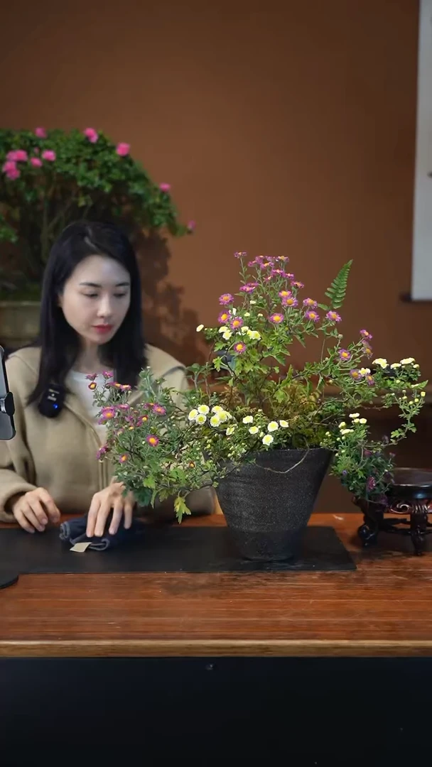 全部花朵山野草盆景盆景盆景
