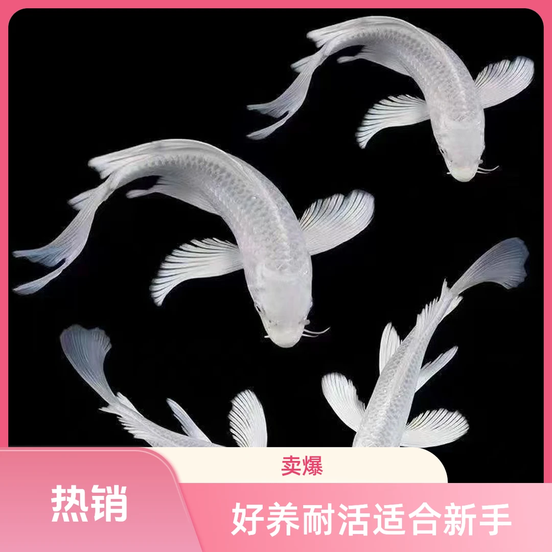 锦鲤草金蝴蝶鲤包邮（收到一定要拍开箱视频）