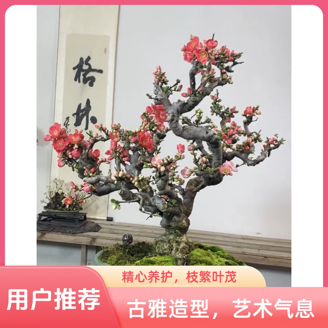 东洋锦海棠 耐热耐寒花卉绿植可放室内外