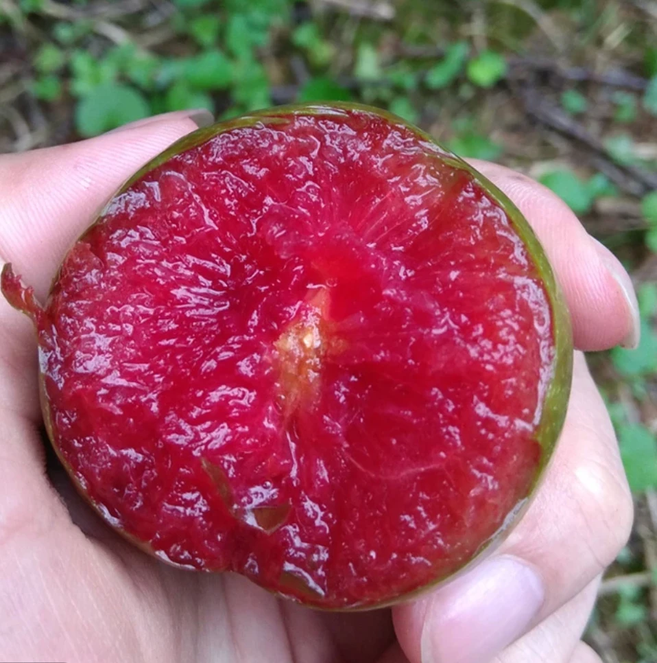 湘西红心李新鲜三华李芙蓉李酸甜脆爽当季水果