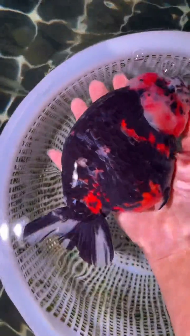 金鱼（运费自理，马印灯照射）福州追鱼兰寿金鱼