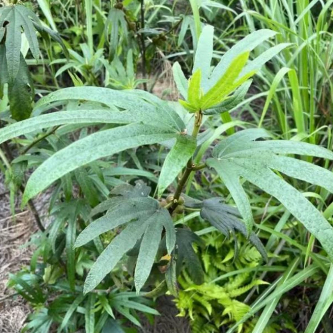 广西深山野生五指毛桃煲汤料蒸鸡泡茶250g/包 其他初级食用农产品