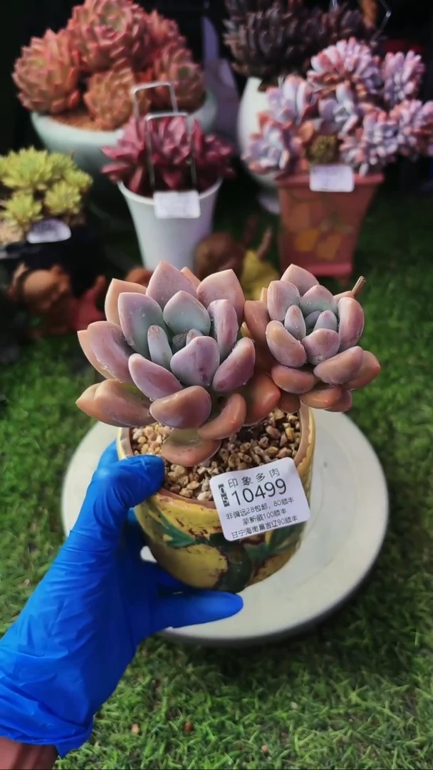 昆明印象多肉10499