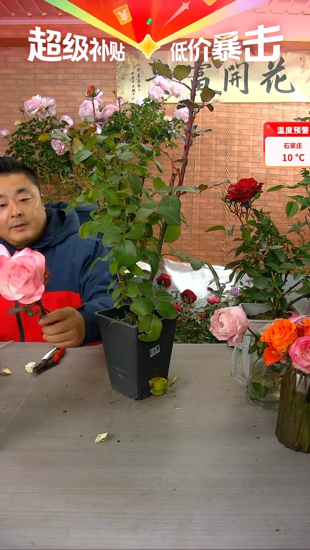 当前无花朵，栽培后可花朵哈瓦娜