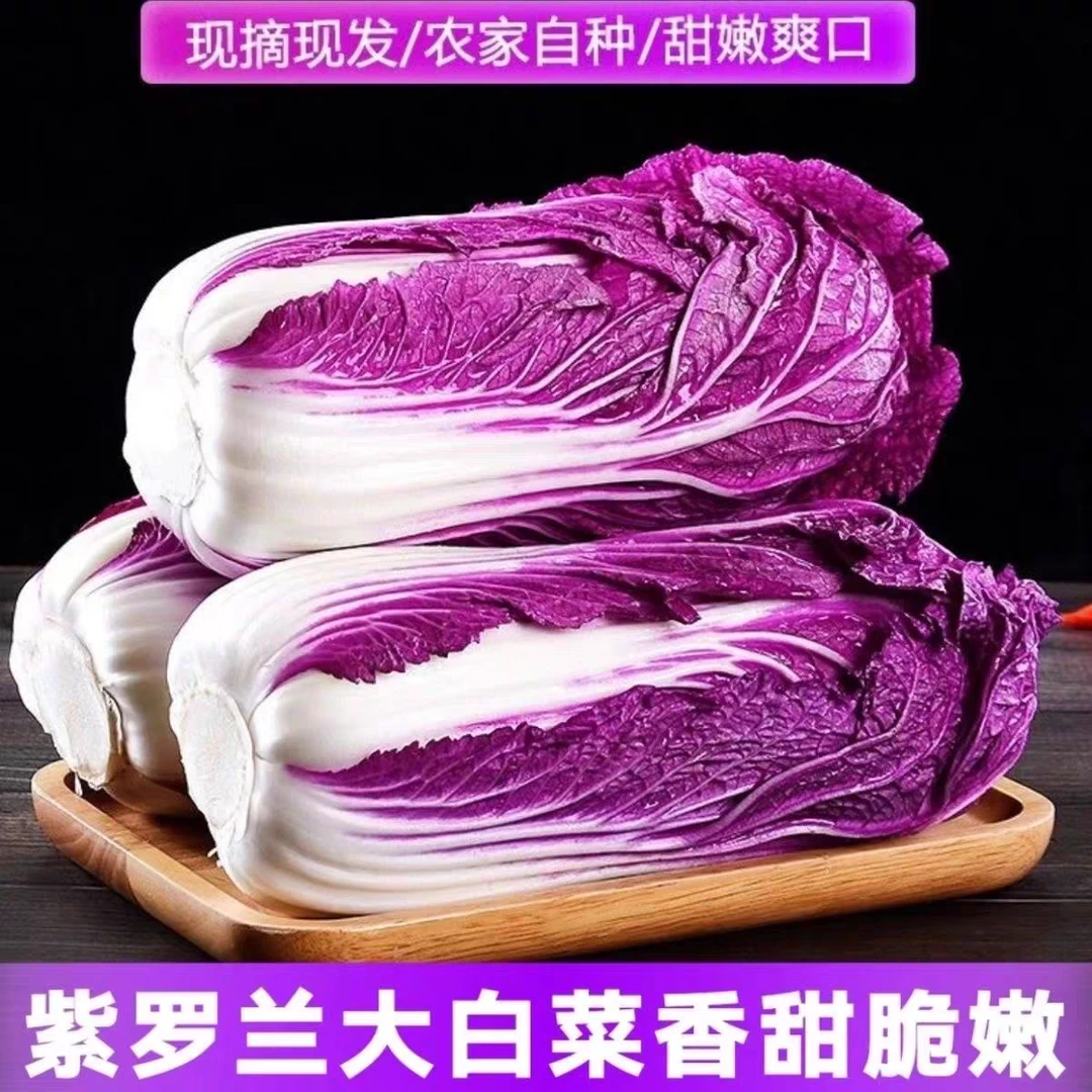 山东紫罗兰大白菜新鲜农家紫色青素紫白菜