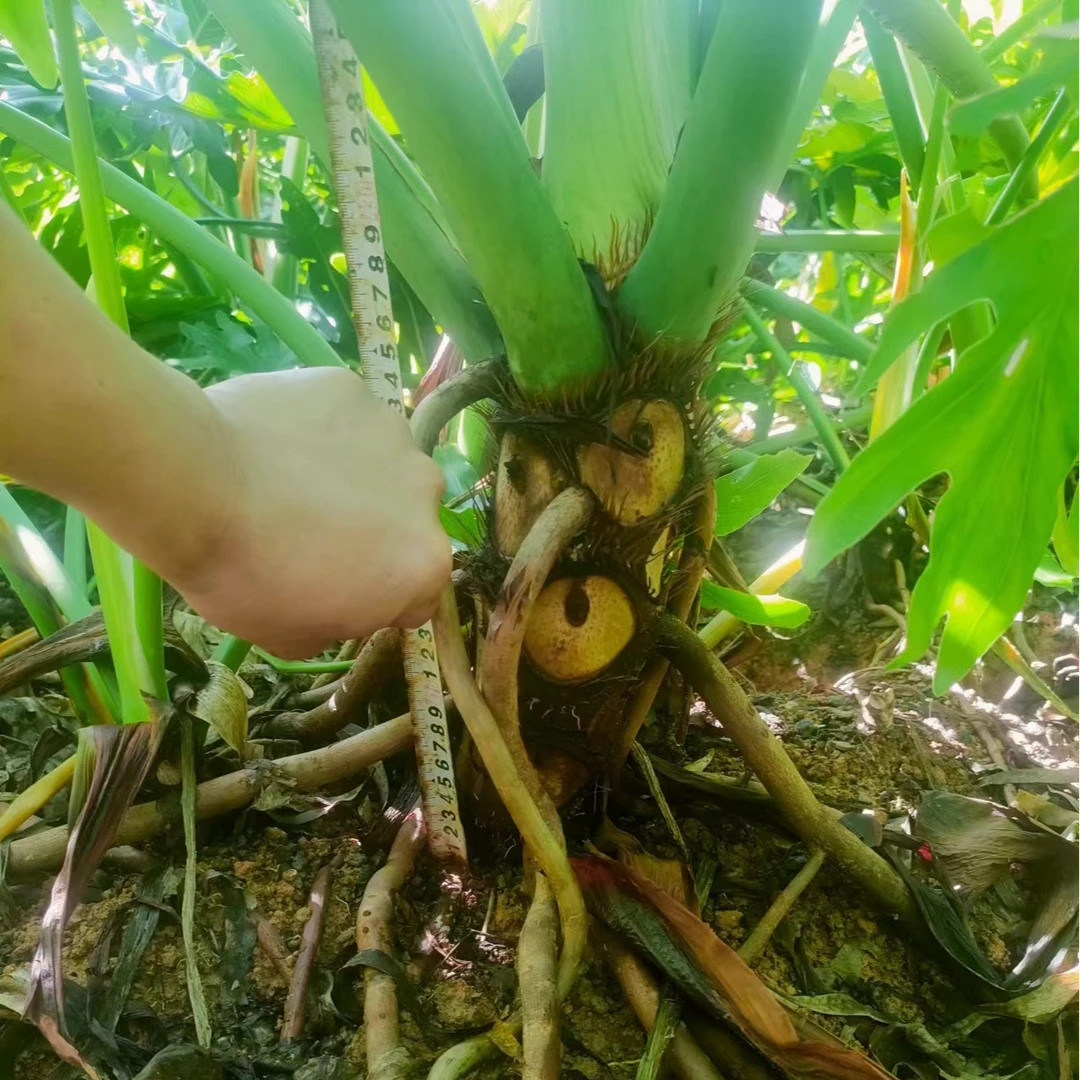龙鳞春羽春雨老桩20公分