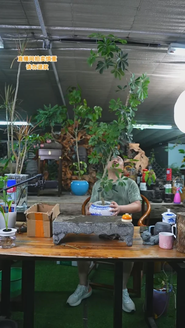 当前无花栽培后可以开花飘枝鸭脚木094+